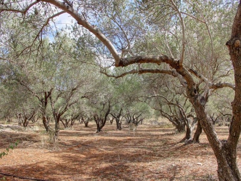 Litsarda Kreta, Litsarda: Grundstück mit Meerblick und Baugenehmigung zu verkaufen Grundstück kaufen